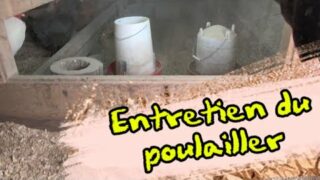 Entretien du poulailler
