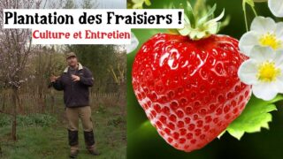 La plantation des Fraisiers !