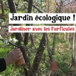 Un jardin écologique grâce aux forficules ! Un jardin écologique grâce aux forficules !