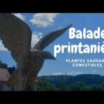 #balade #printanière #plantes #sauvages #comestibles 🌼🌱