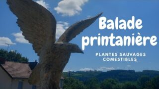 #balade #printanière #plantes #sauvages #comestibles 🌼🌱