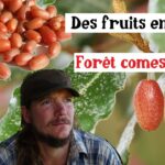 Cet arbuste produit des fruits en avril… et presque personne ne le connaît !