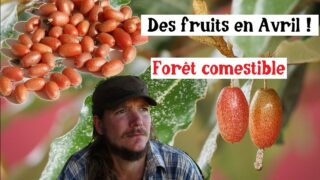 Cet arbuste produit des fruits en avril… et presque personne ne le connaît !