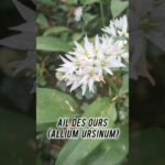 Il est encore temps d&rsquo;aller à l&rsquo; #aildesours  Allium ursinum