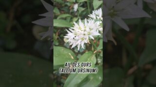 Il est encore temps d&rsquo;aller à l&rsquo; #aildesours  Allium ursinum