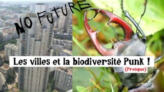 Les villes et la biodiversité Punk !