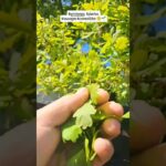 #printemps #plantes #sauvages #comestibles #aildesours #alliaire #chêne