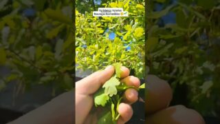 #printemps #plantes #sauvages #comestibles #aildesours #alliaire #chêne