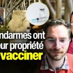 Vaccination des bovins : ces agriculteurs racontent une intervention imposée chez eux