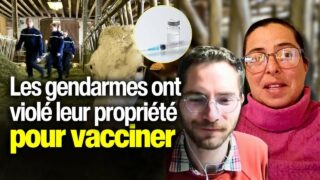 Vaccination des bovins : ces agriculteurs racontent une intervention imposée chez eux