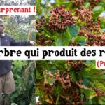 L’arbre qui produit des (presque) raisins au goût de poire !