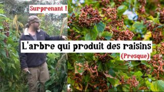 L’arbre qui produit des (presque) raisins au goût de poire !