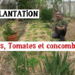Plantation des tomates et concombres en serre