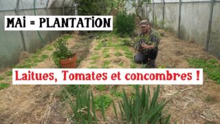 Plantation des tomates et concombres en serre