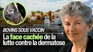 Vaccins DNC: quels impacts à long terme sur la fertilité et la survie des bovins? Avec Hélène Banoun