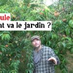 Canicule : comment résiste le jardin ? Canicule : comment résiste le jardin ?