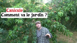 Canicule : comment résiste le jardin ?