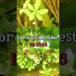 Forêt comestible 2026 #permaculture Forêt comestible 2026 #permaculture