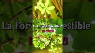 Forêt comestible 2026 #permaculture