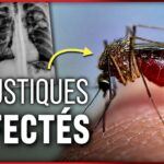 Google veut relâcher jusqu&rsquo;à 64 millions de moustiques aux Etats-Unis. Explications.
