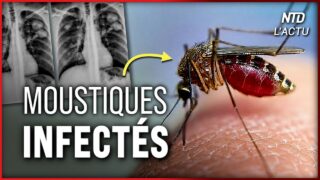 Google veut relâcher jusqu&rsquo;à 64 millions de moustiques aux Etats-Unis. Explications.