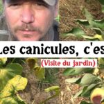 Après plusieurs canicules… voilà l’état du jardin Après plusieurs canicules… voilà l’état du jardin