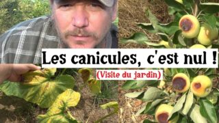 Après plusieurs canicules… voilà l’état du jardin Après plusieurs canicules… voilà l’état du jardin