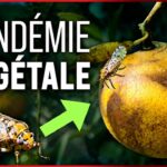 Maladie du Dragon jaune : la fin du jus d&rsquo;orange ?
