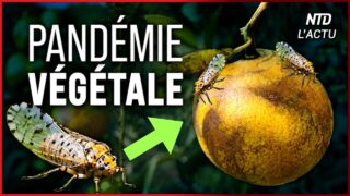 Maladie du Dragon jaune : la fin du jus d&rsquo;orange ?