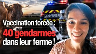 🚨 12 vaches vaccinées de force au petit matin : leur éleveur finit en garde à vue