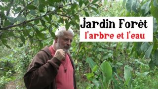 Jardin-forêt, l’arbre et l’eau …( Hervé Covès ) Jardin-forêt, l’arbre et l’eau …( Hervé Covès )