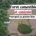 Pourquoi mon jardin reste productif malgré la sécheresse