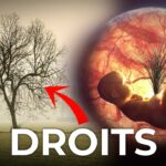 Quand un arbre à plus de droits… Quand un arbre à plus de droits…