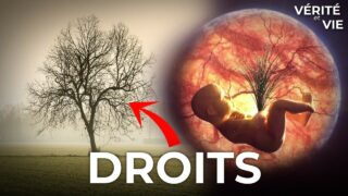 Quand un arbre à plus de droits… Quand un arbre à plus de droits…
