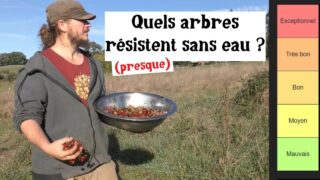 22 Fruitiers classés : lesquels résistent le mieux à la sécheresse ? 22 Fruitiers classés : lesquels résistent le mieux à la sécheresse ?