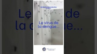 Le virus de la Dengue et le rôle sentinelle du CNR des Arbovirus – Unité des Virus Emergents