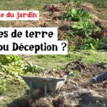 Récolte des pommes de terre : la sécheresse a-t-elle tout gâché ? Récolte des pommes de terre : la sécheresse a-t-elle tout gâché ?