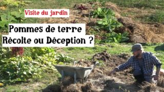 Récolte des pommes de terre : la sécheresse a-t-elle tout gâché ?
