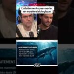 Comment les baleines allaitent-elles sous l’eau ? Un défi biologique fascinant. Comment les baleines allaitent-elles sous l’eau ? Un défi biologique fascinant.