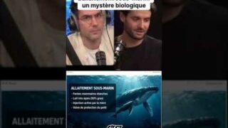 Comment les baleines allaitent-elles sous l&rsquo;eau ? Un défi biologique fascinant.