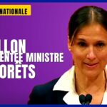 đČ RĂ©forme forestiĂšre et ressources naturelles : ce que promet le nouveau gouvernement PQ đČ RĂ©forme forestiĂšre et ressources naturelles : ce que promet le nouveau gouvernement PQ