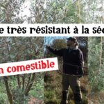 Un arbre nourricier capable d’affronter les étés secs Un arbre nourricier capable d’affronter les étés secs