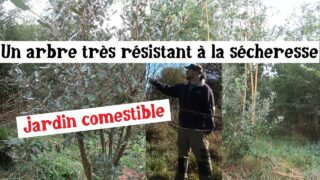 Un arbre nourricier capable d’affronter les étés secs Un arbre nourricier capable d’affronter les étés secs